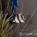 butterflyfish_banded_dd_lc_h_0399_cay2205.jpg